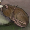 A curled up ball of cuteness! +1 Drive every 5th hour